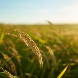 Agriculture